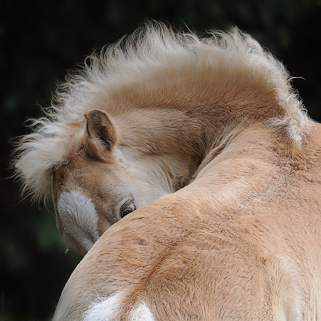 TiE 1 Tiere D31_1710 Kopie.jpg - Haflinger Fohlen